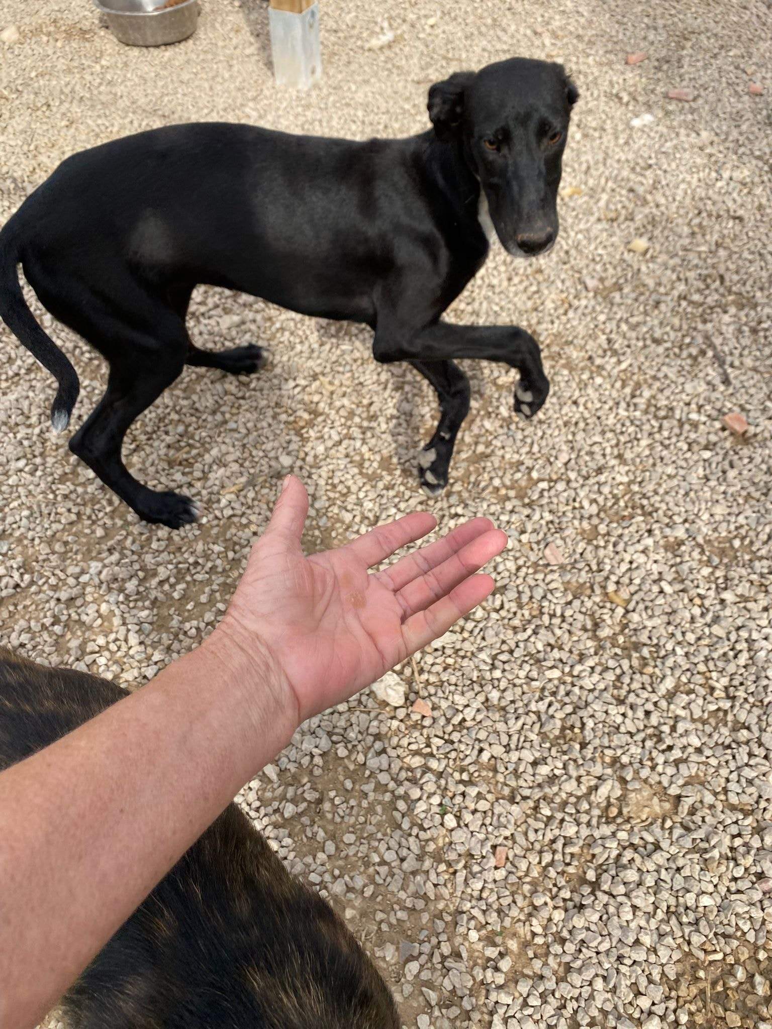 bella_1152258667114420