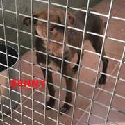 benny_1415458097461141
