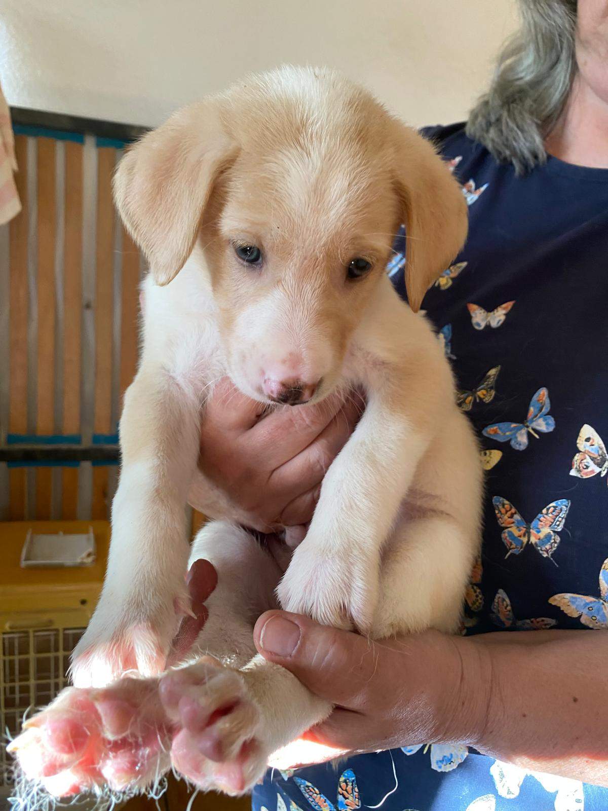 bertie-the-puppy_1237248478615438