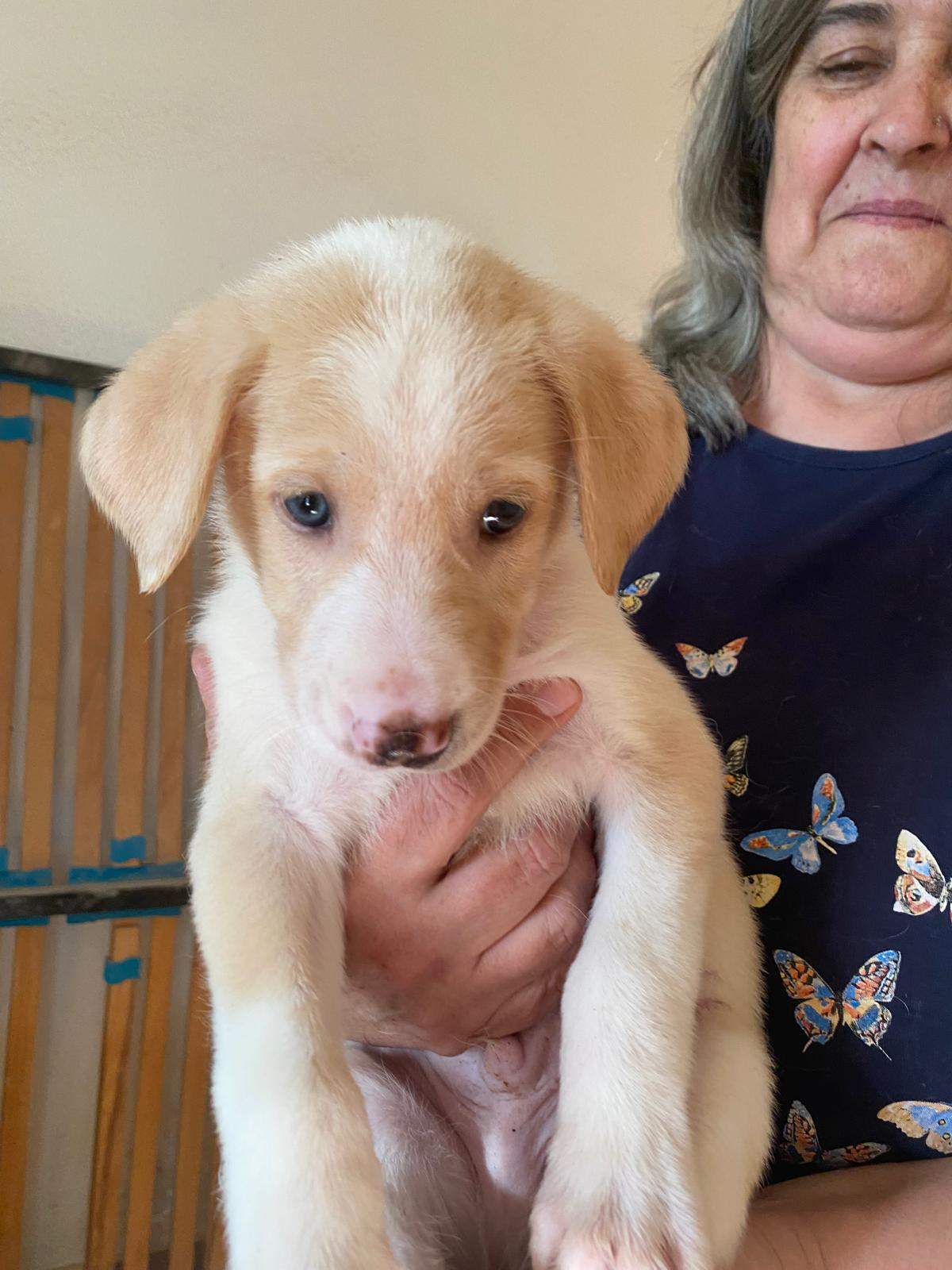 bertie-the-puppy_1237248488615437