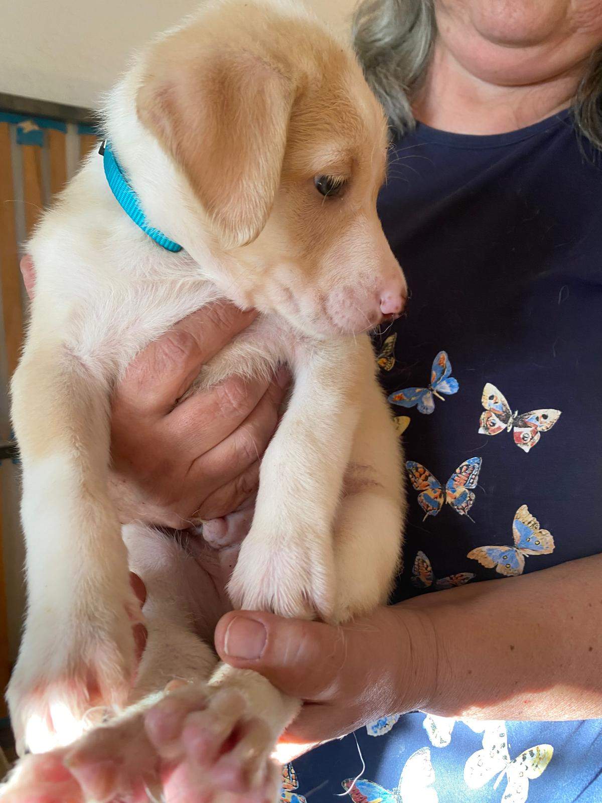 bertie-the-puppy_1237248525282100