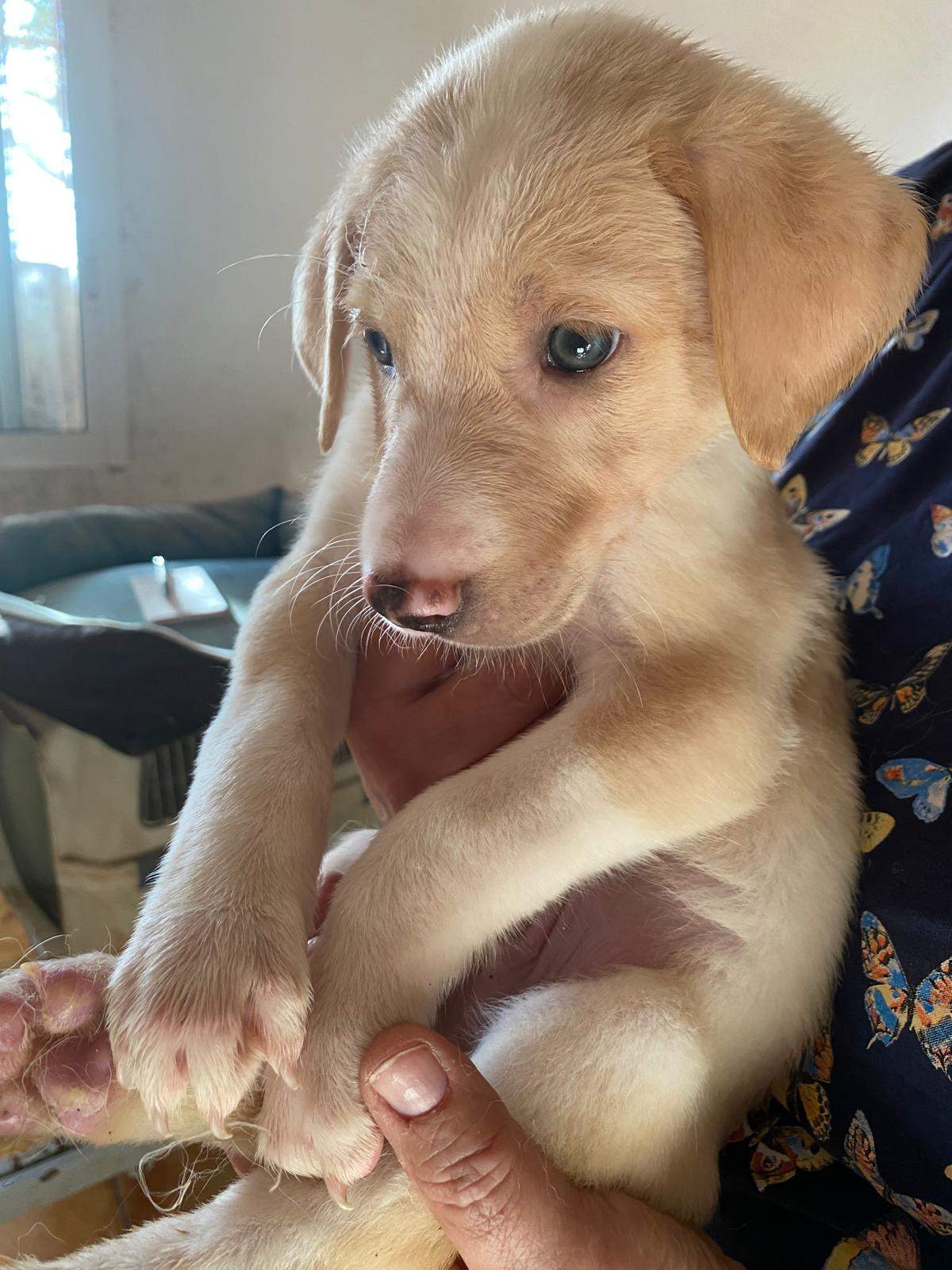 bertie-the-puppy_1237248565282096