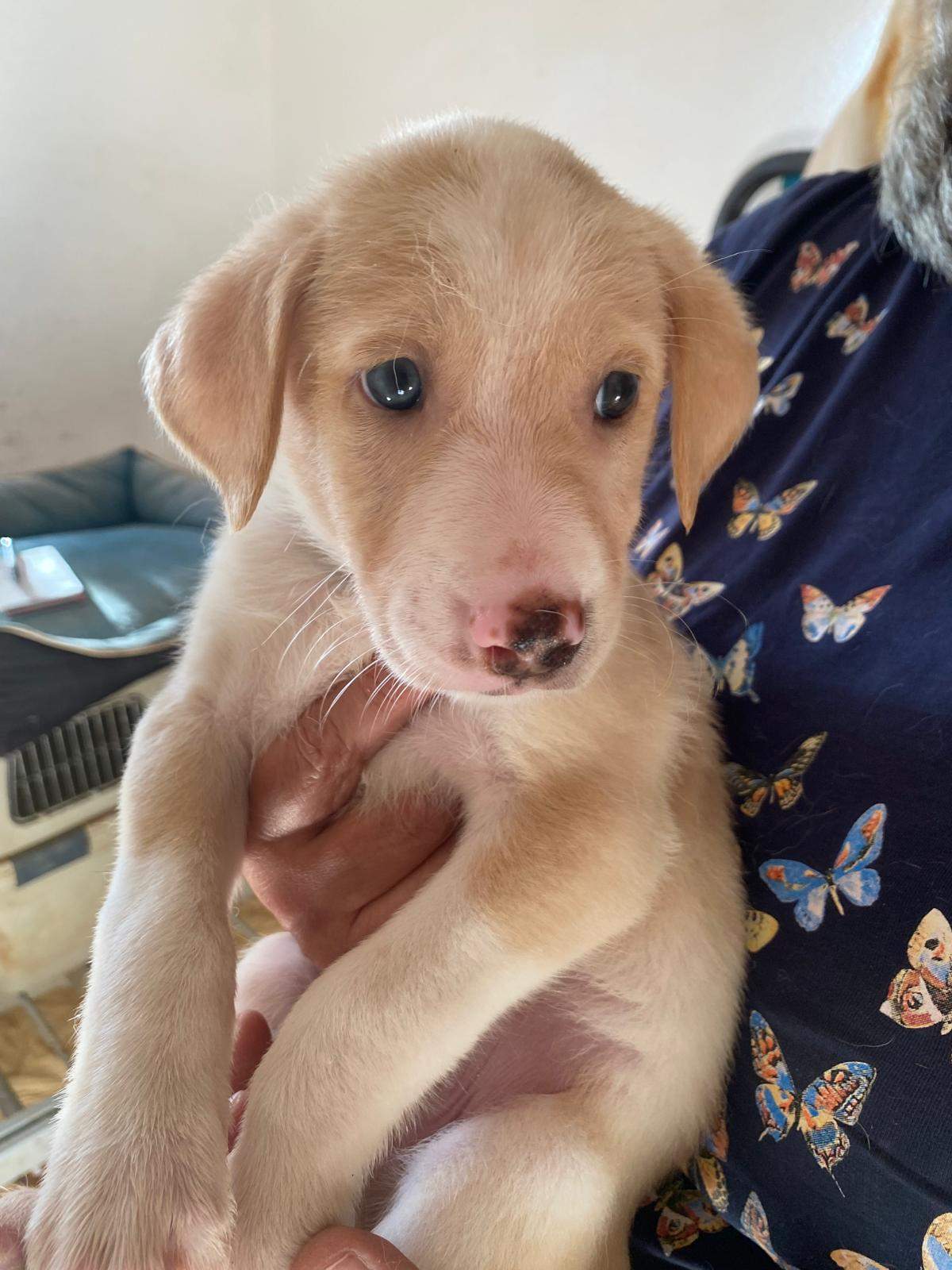 bertie-the-puppy_1237248578615428