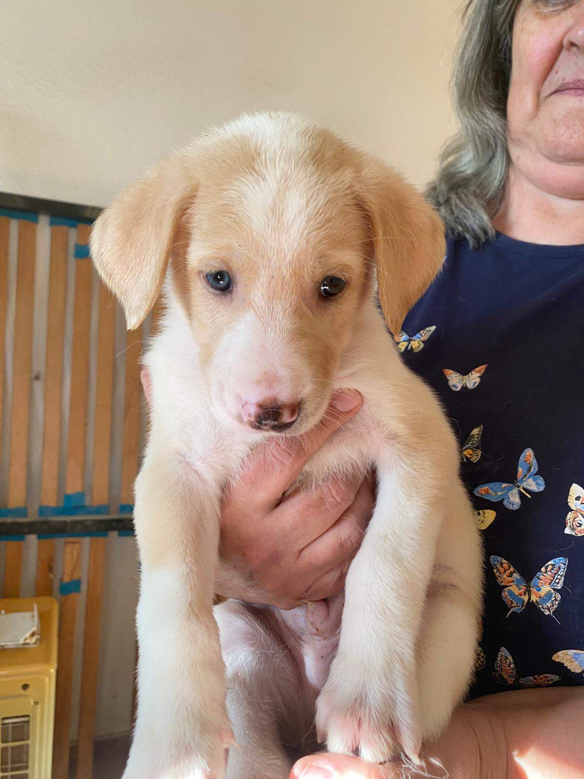 bertie-the-puppy_1237248618615424