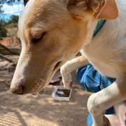 bertie-the-puppy_1294012926272326