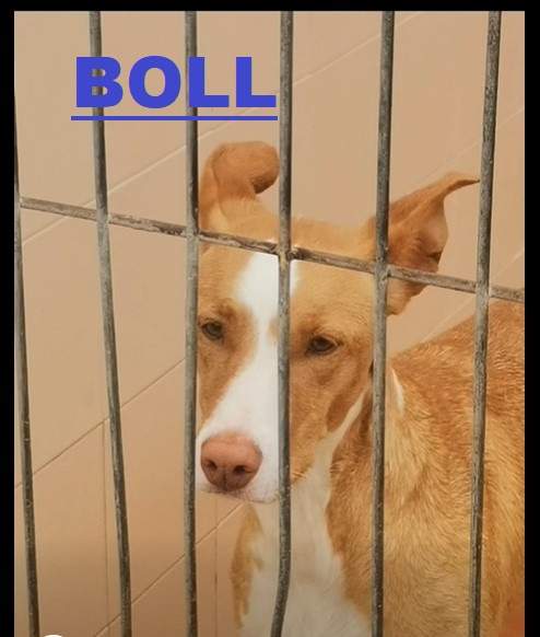bob_1406628658344085