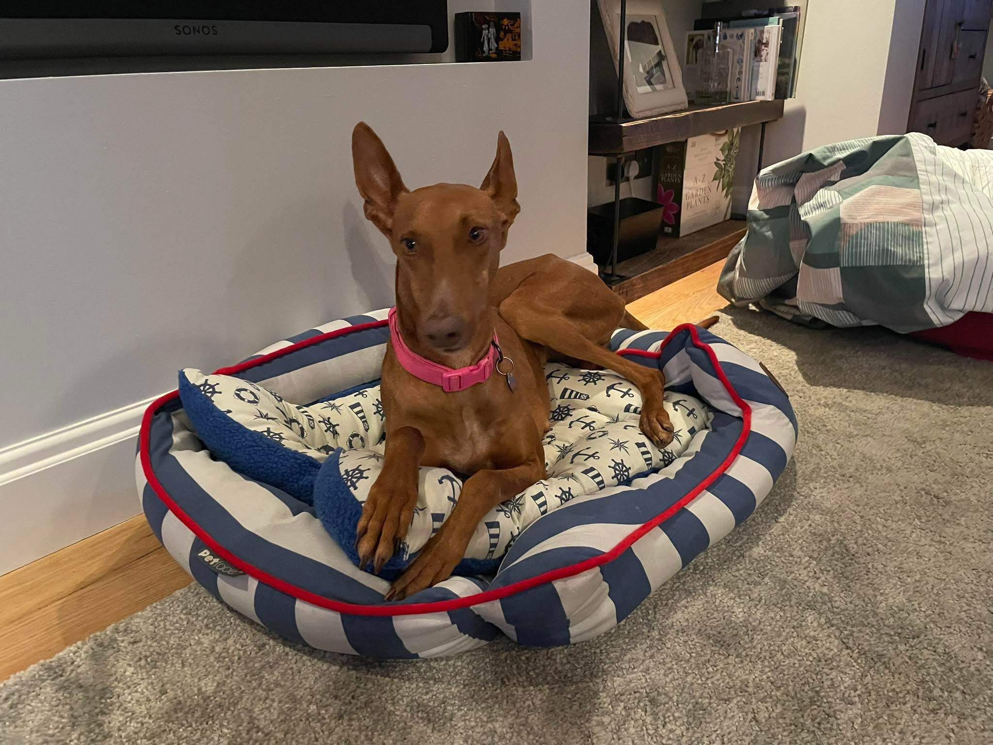 borrasca_1223300280010258