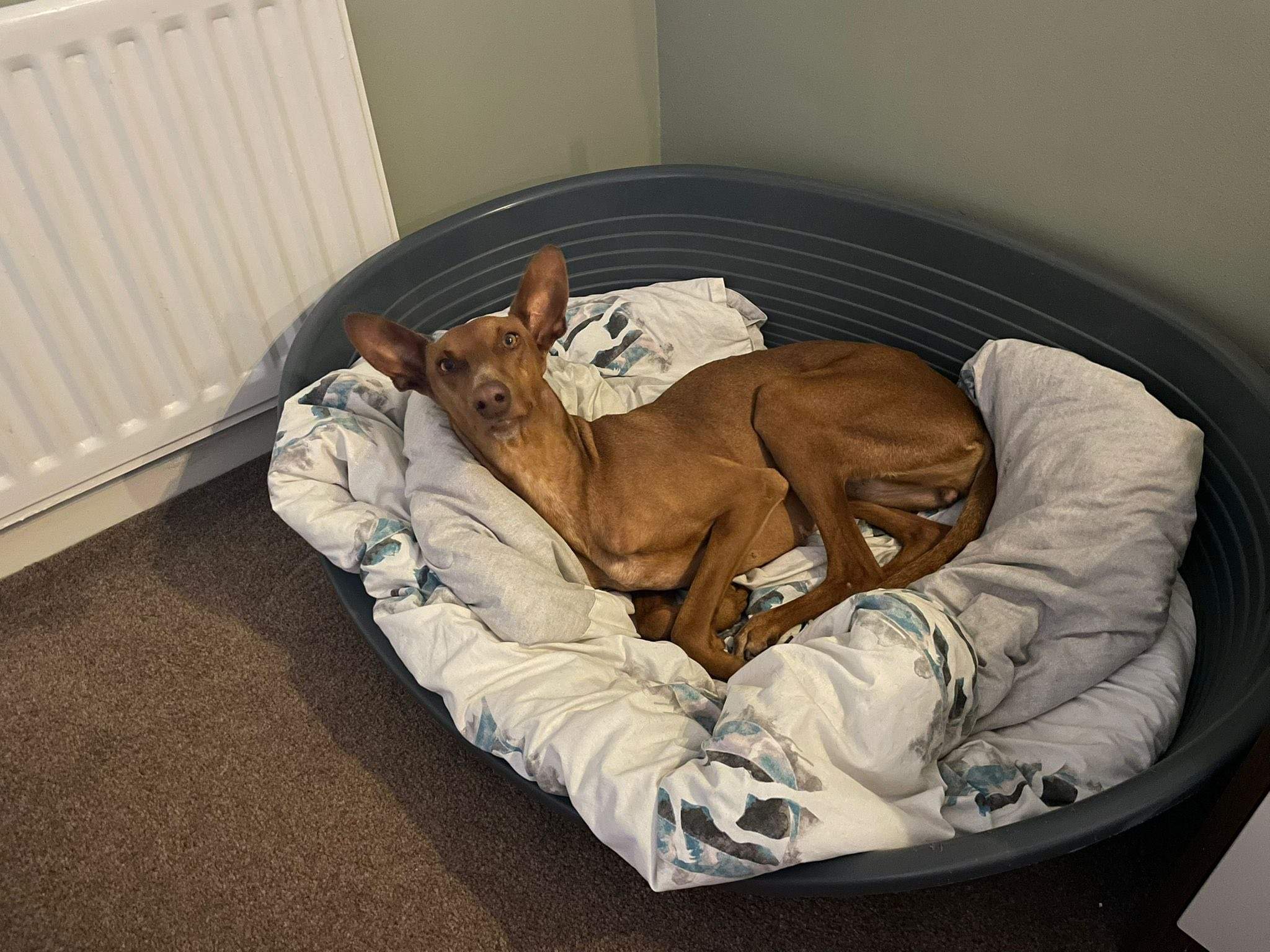 borrasca_1268838368789782