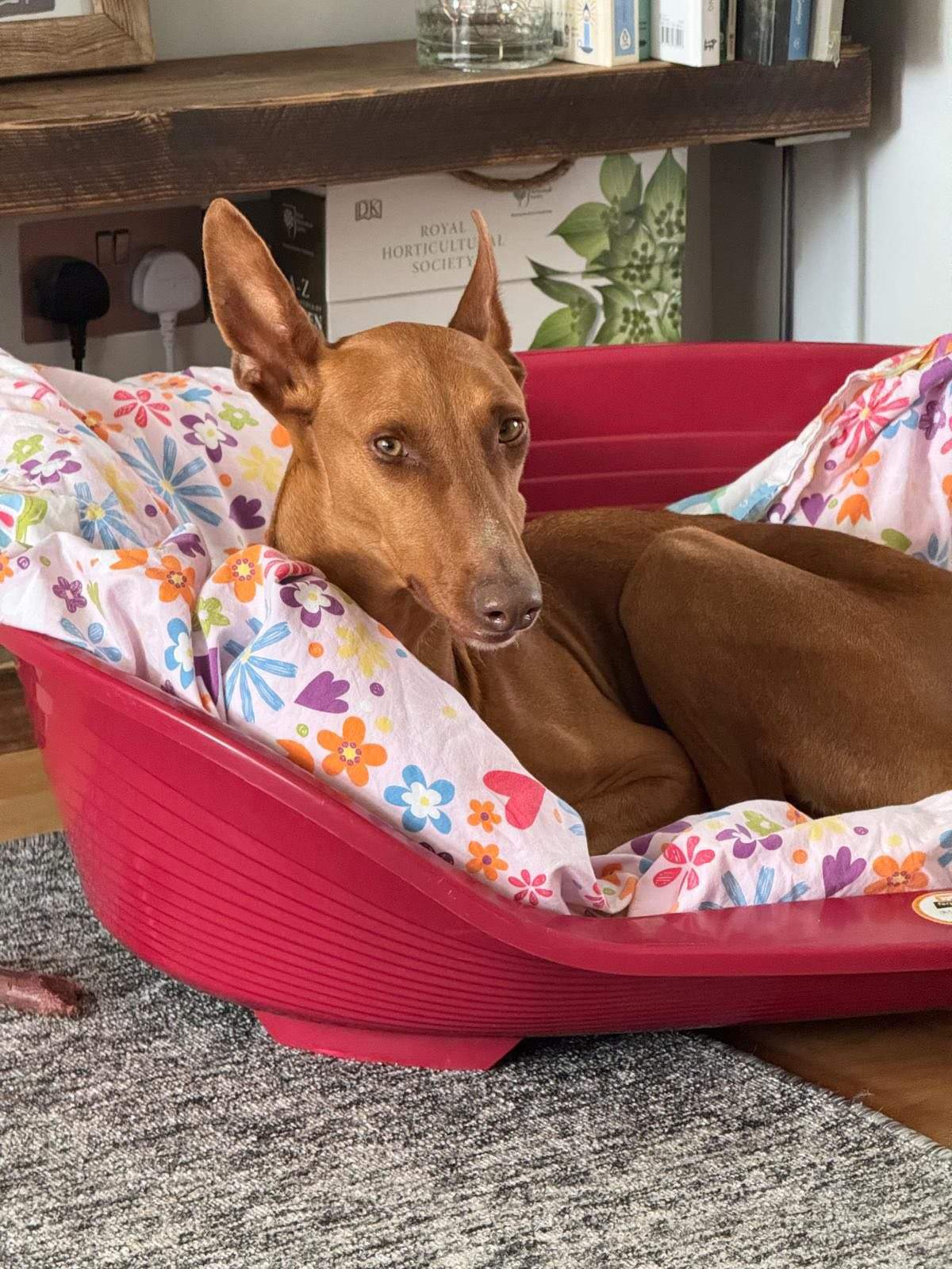 borrasca_1268838422123110