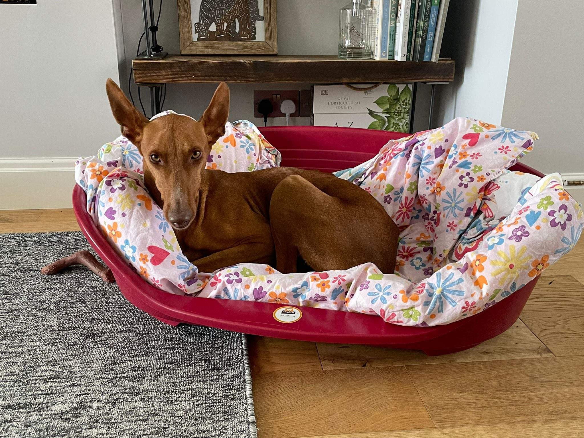 borrasca_1268838445456441