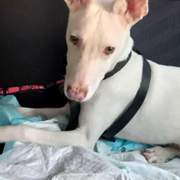 bruno_1155480310125589