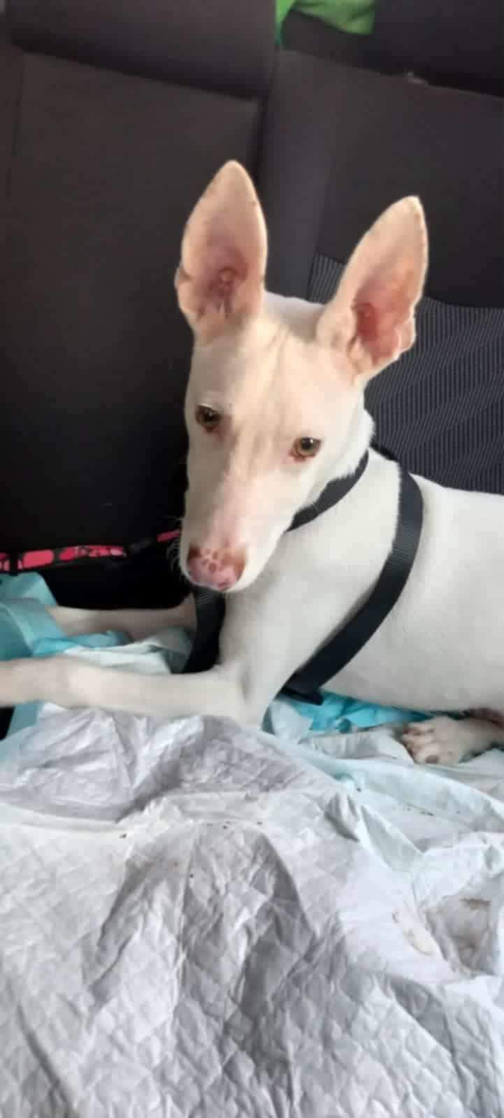 bruno_1155480310125589