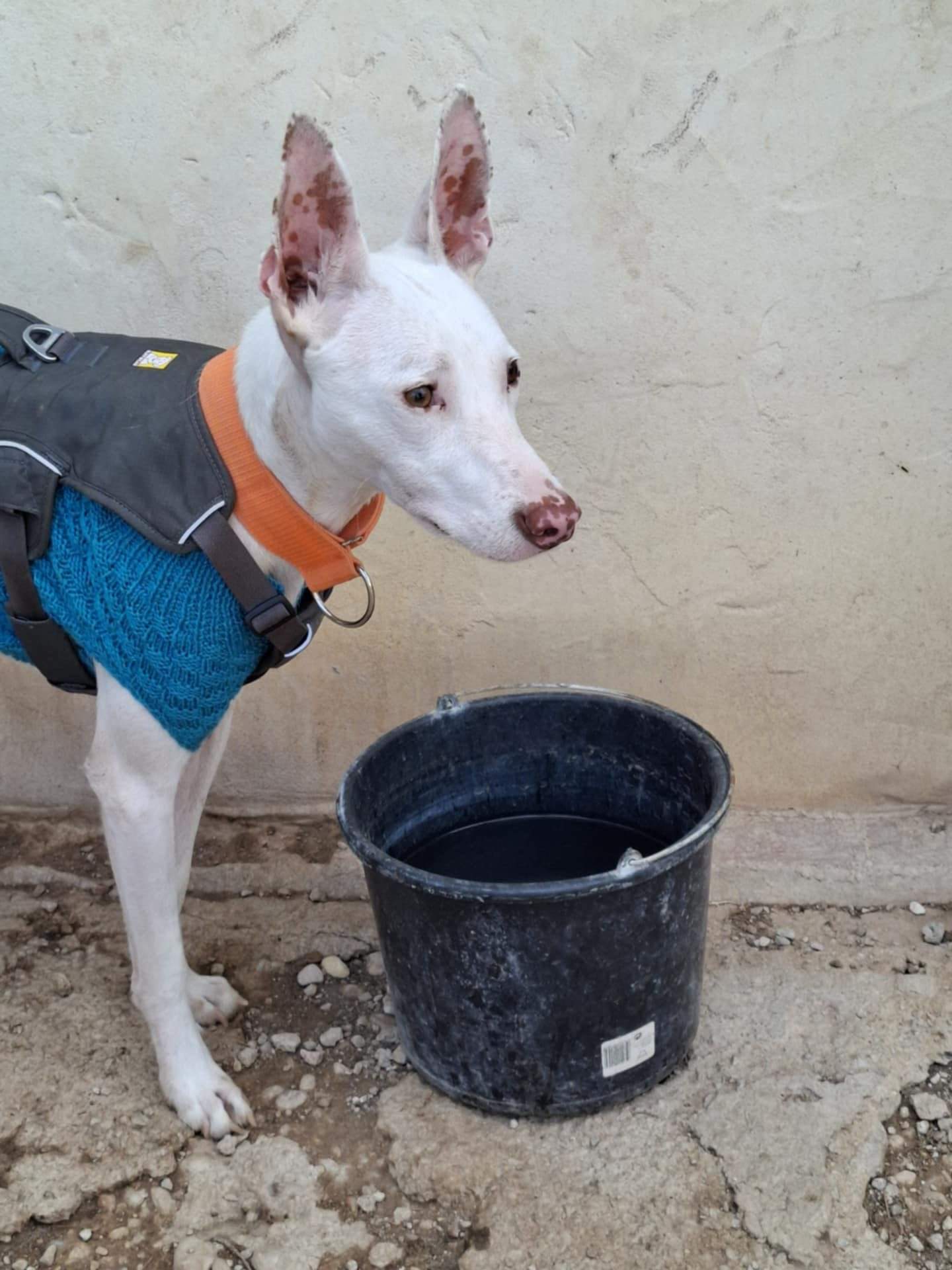 bruno_1162266219446998