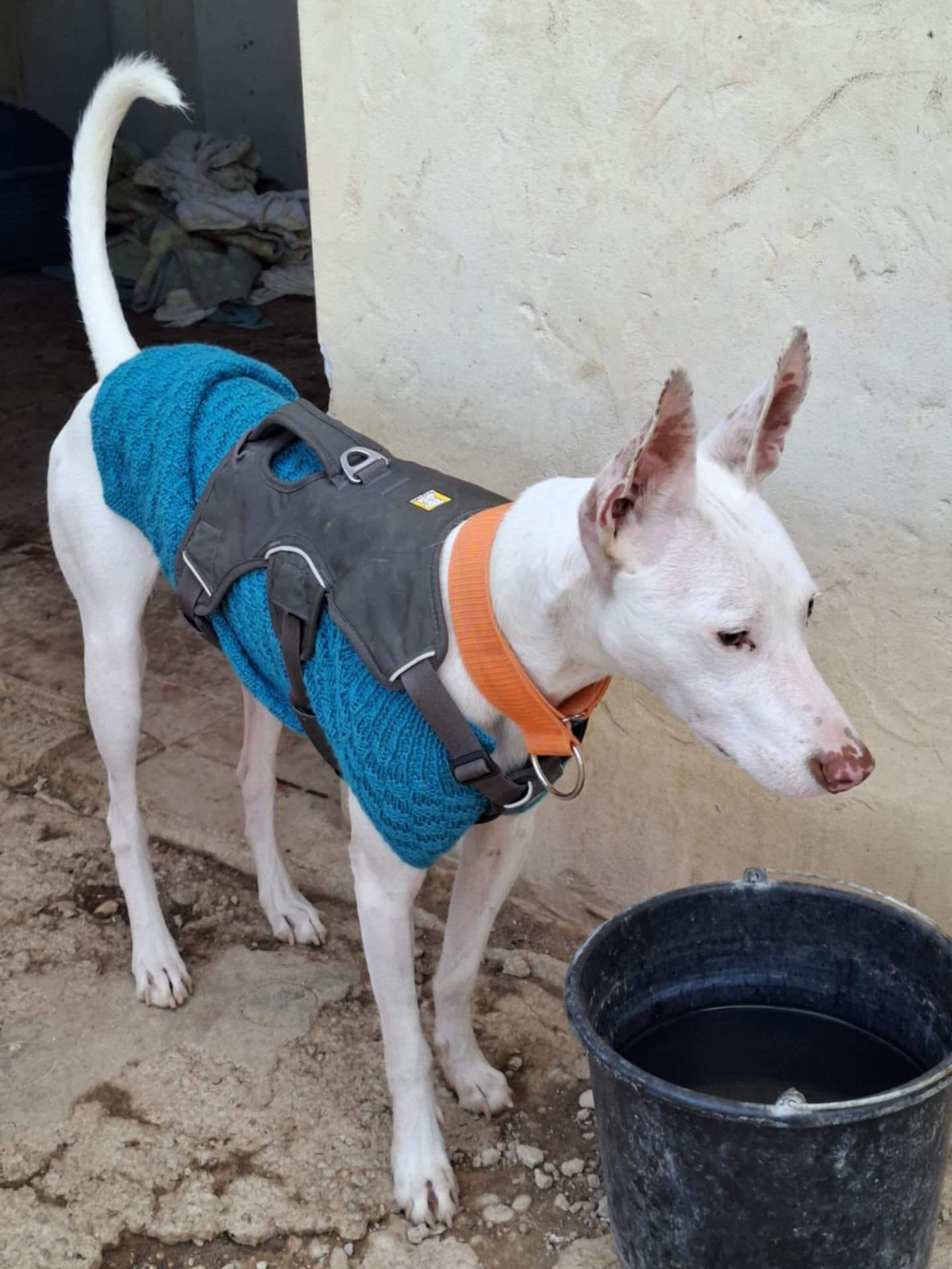 bruno_1162266236113663