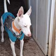 bruno_1162266276113659