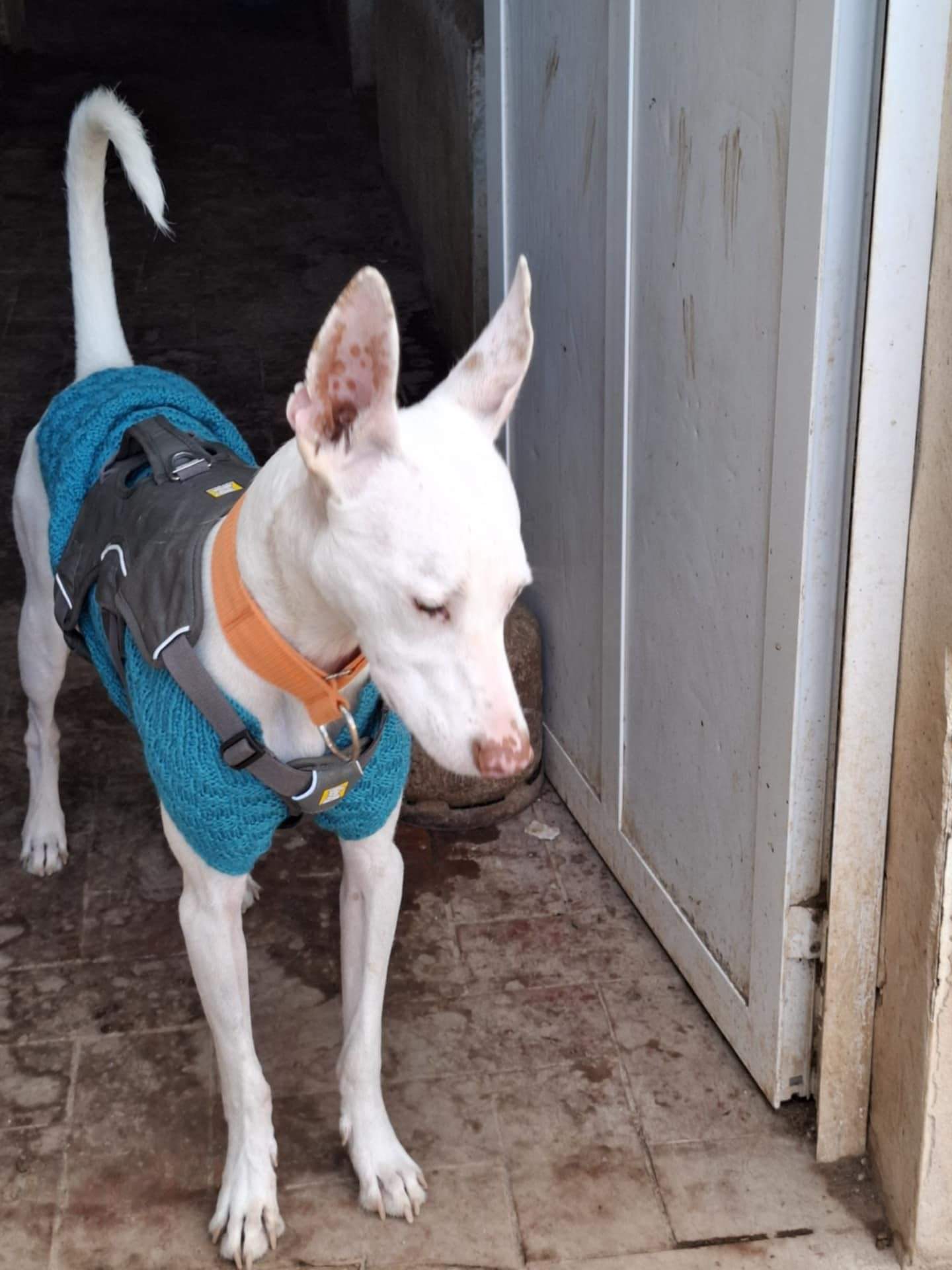 bruno_1162266276113659