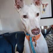 bruno_1165746035765683