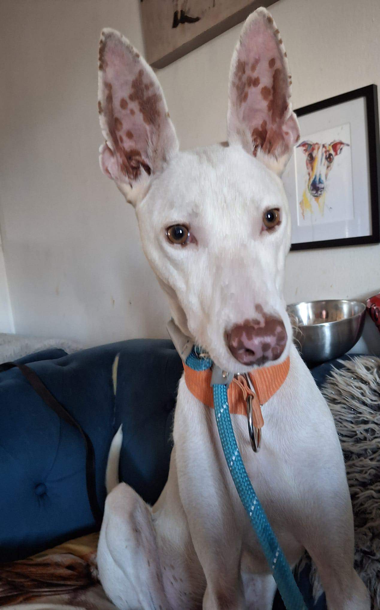 bruno_1165746035765683