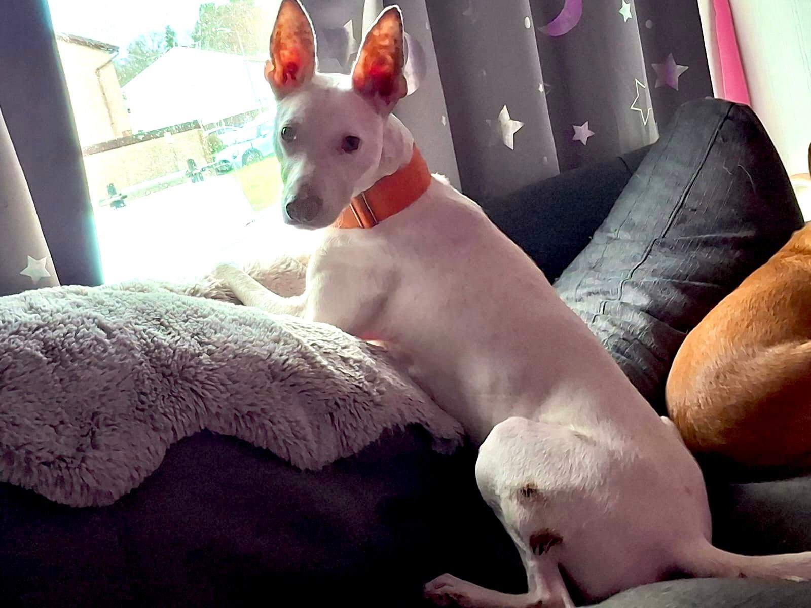 bruno_1173528221654131