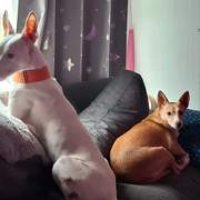 bruno_1173528231654130