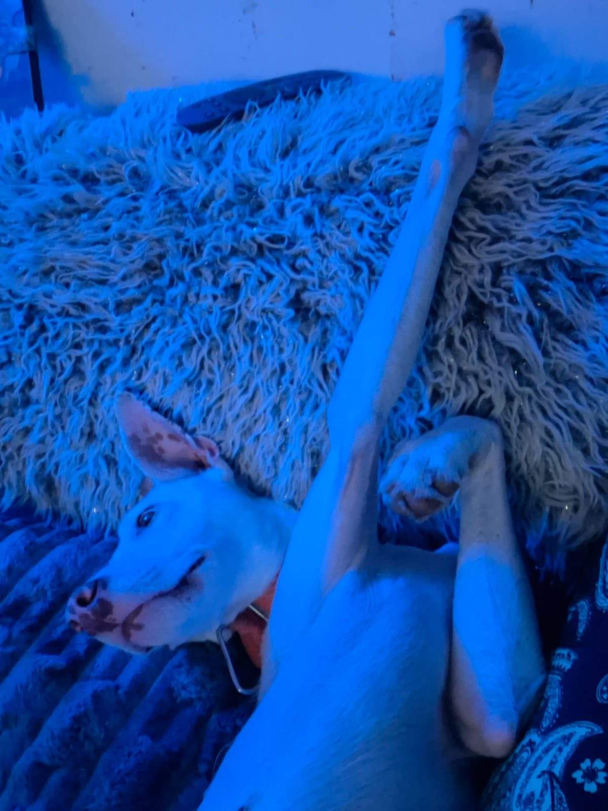 bruno_1187141156959504