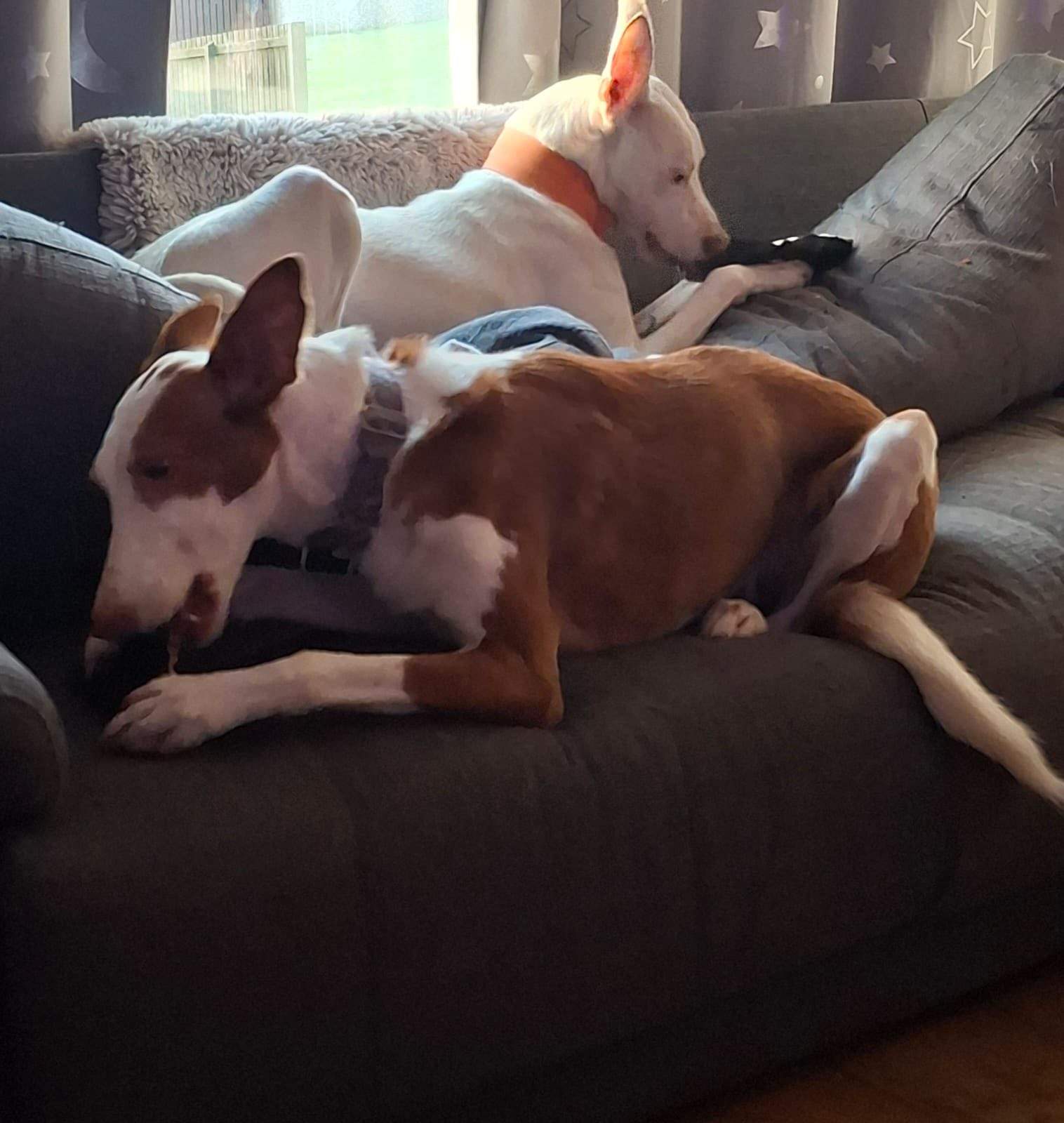 bruno_1187141166959503