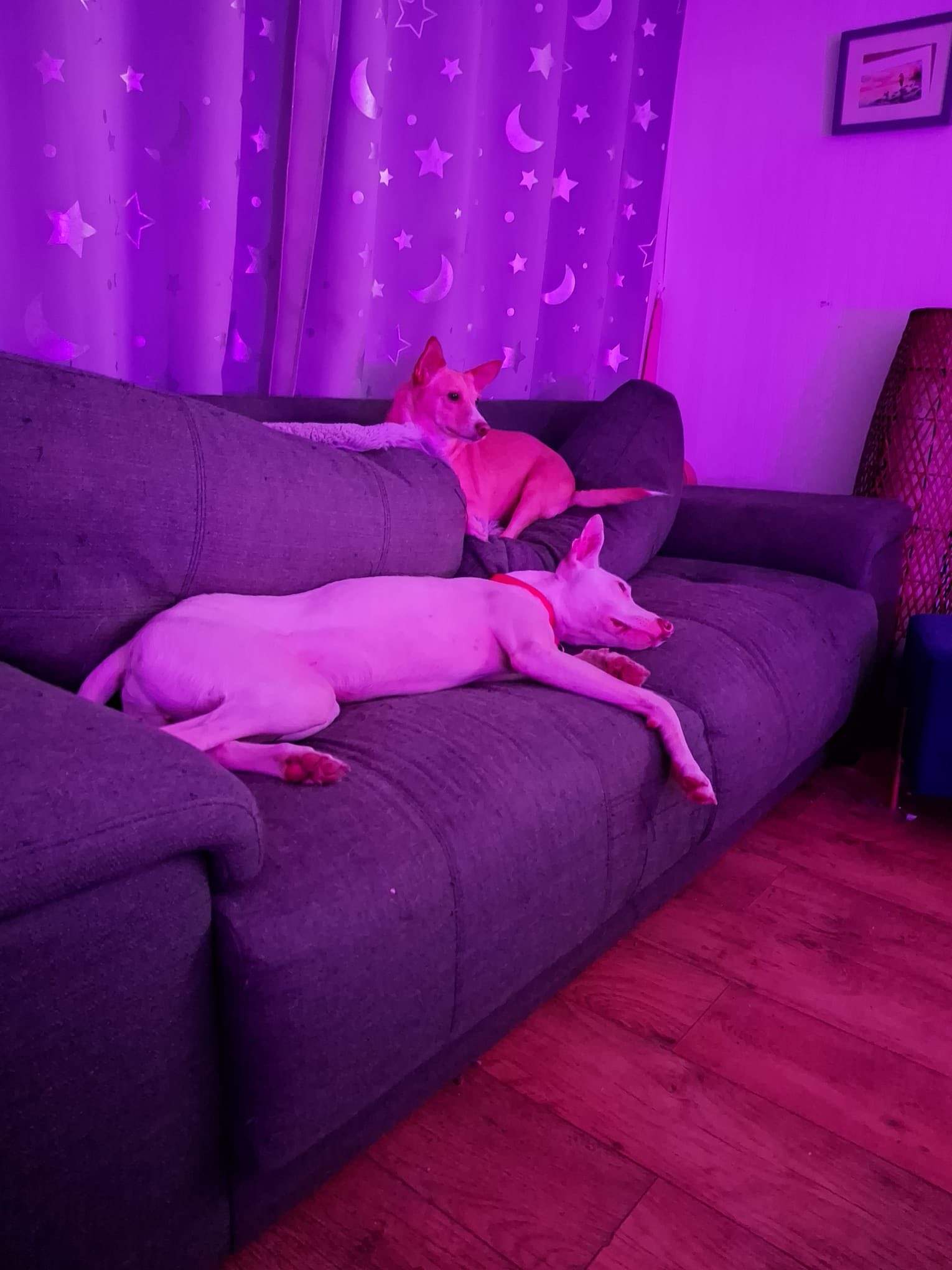 bruno_1187141220292831