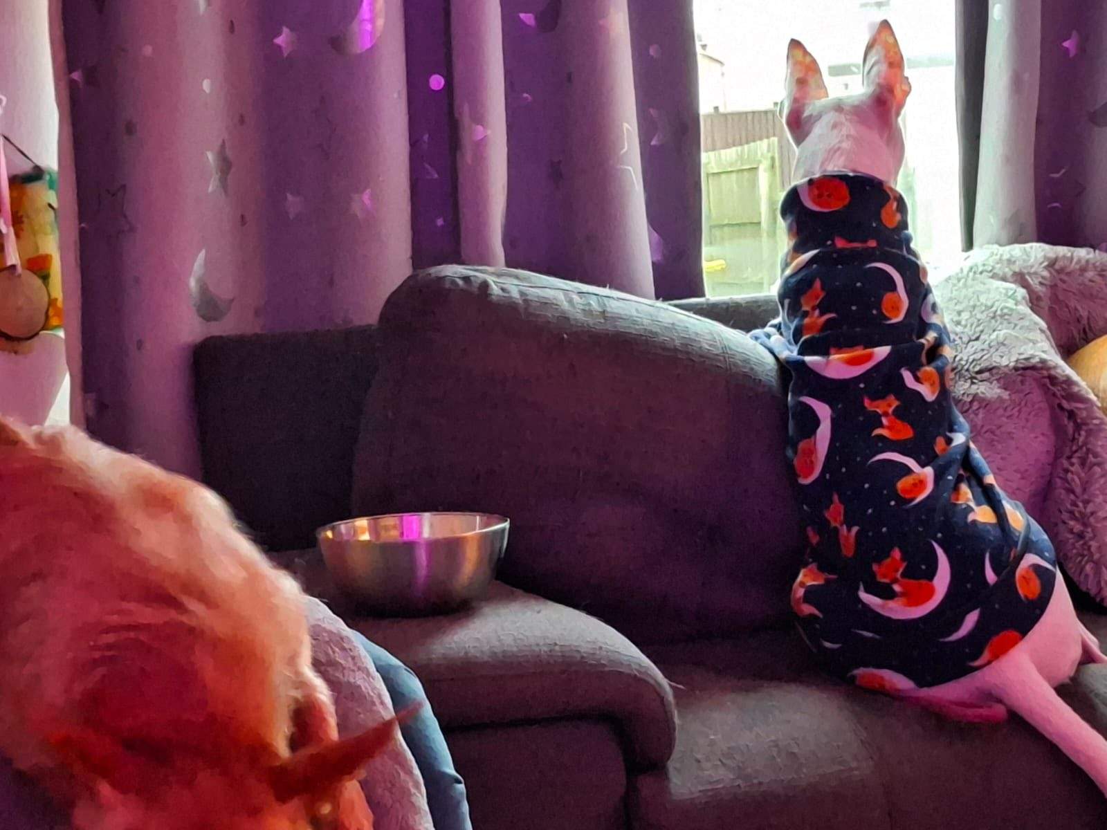 bruno_1187141233626163