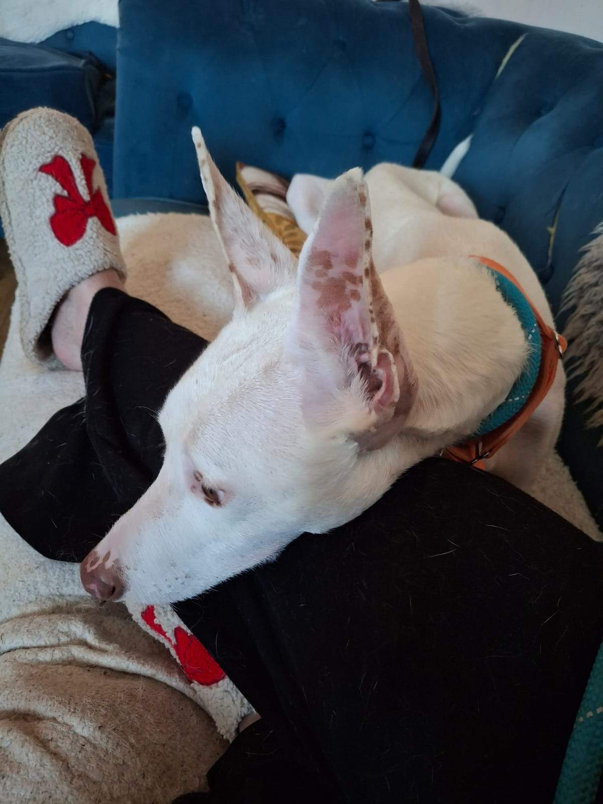 bruno_1187268710280082