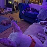 bruno_1187268726946747