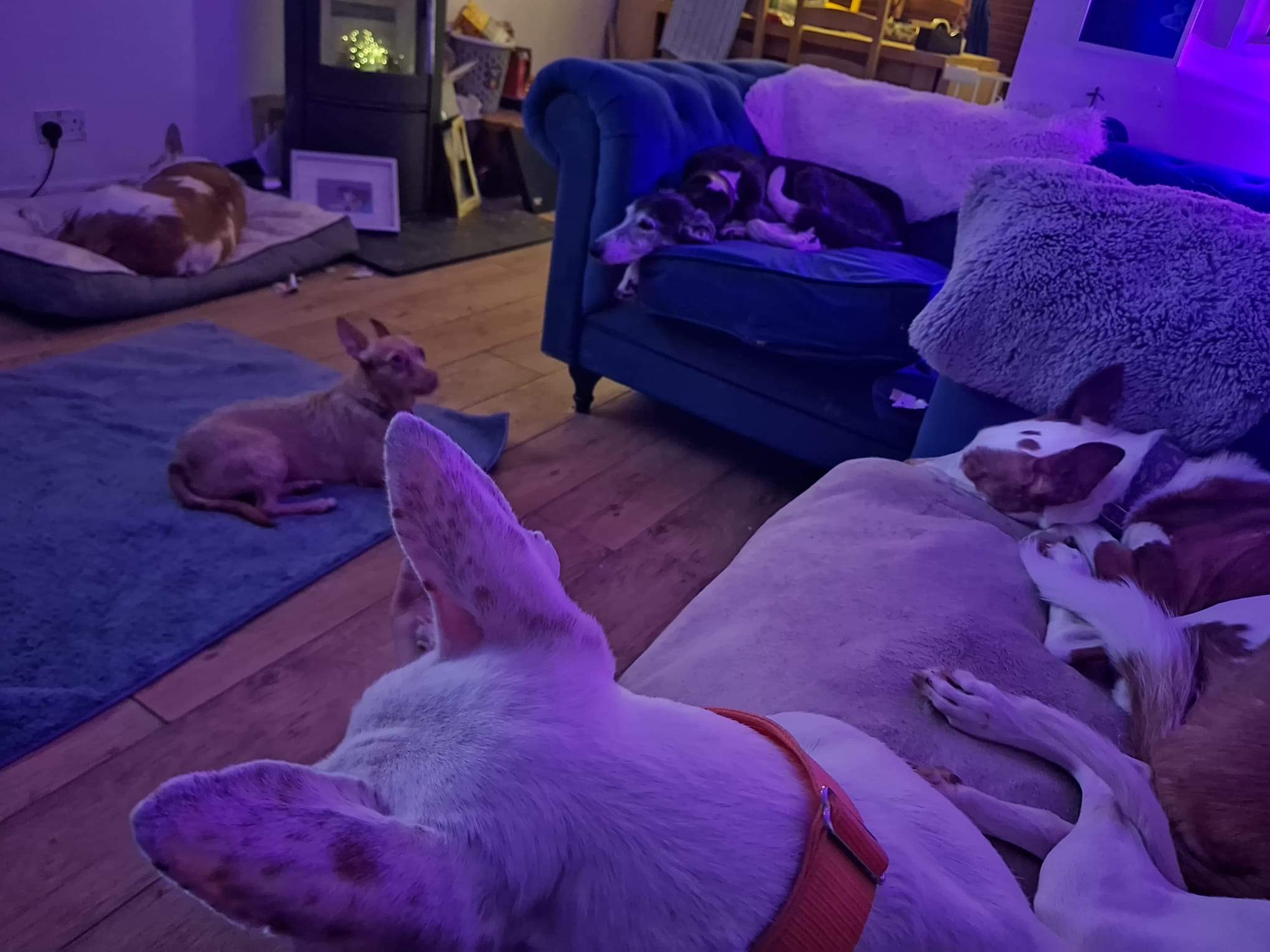 bruno_1187268726946747