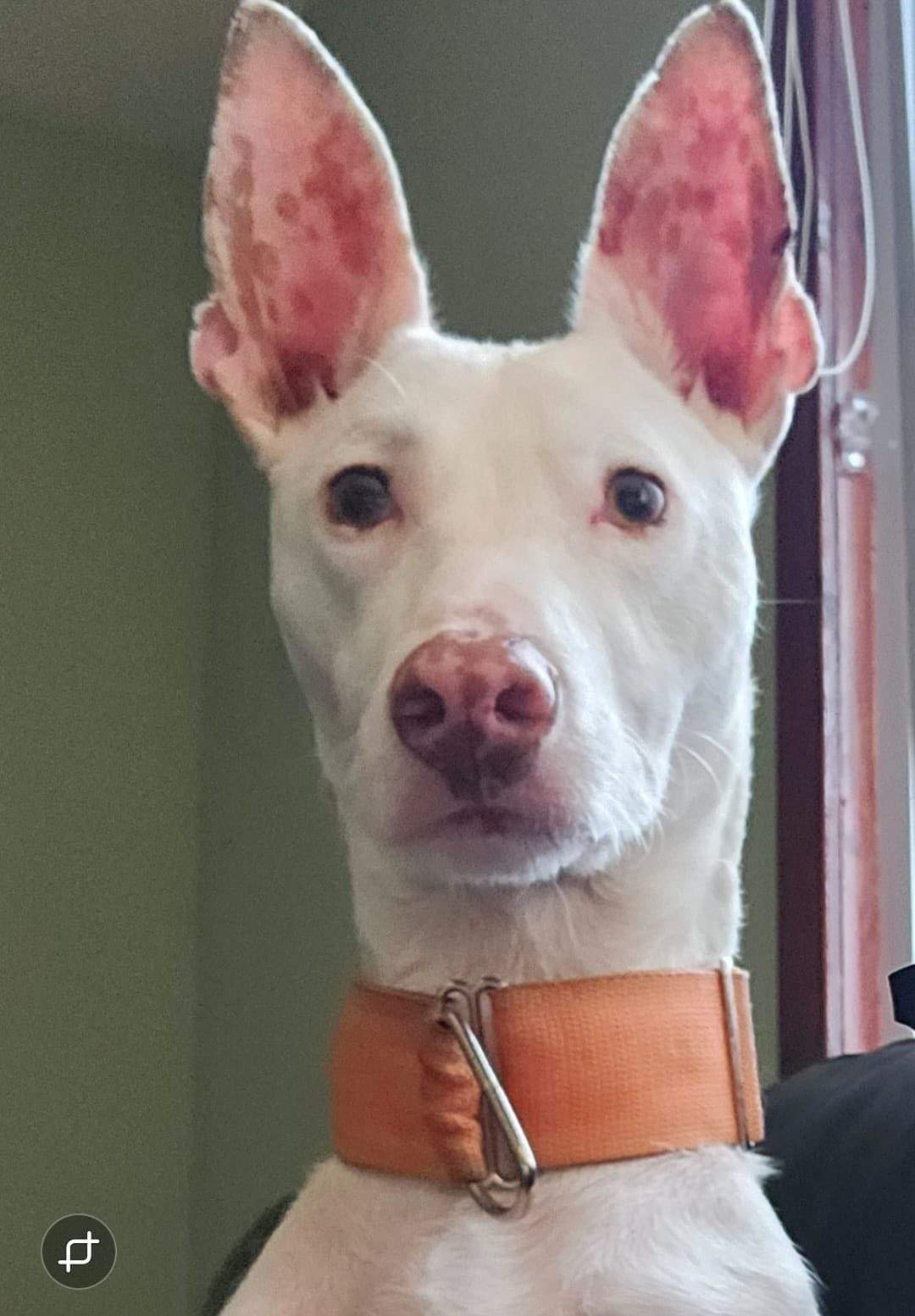 bruno_1207446704928949