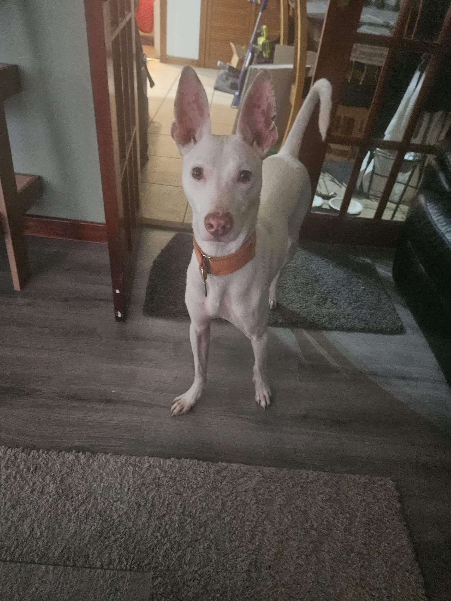 bruno_1207446718262281