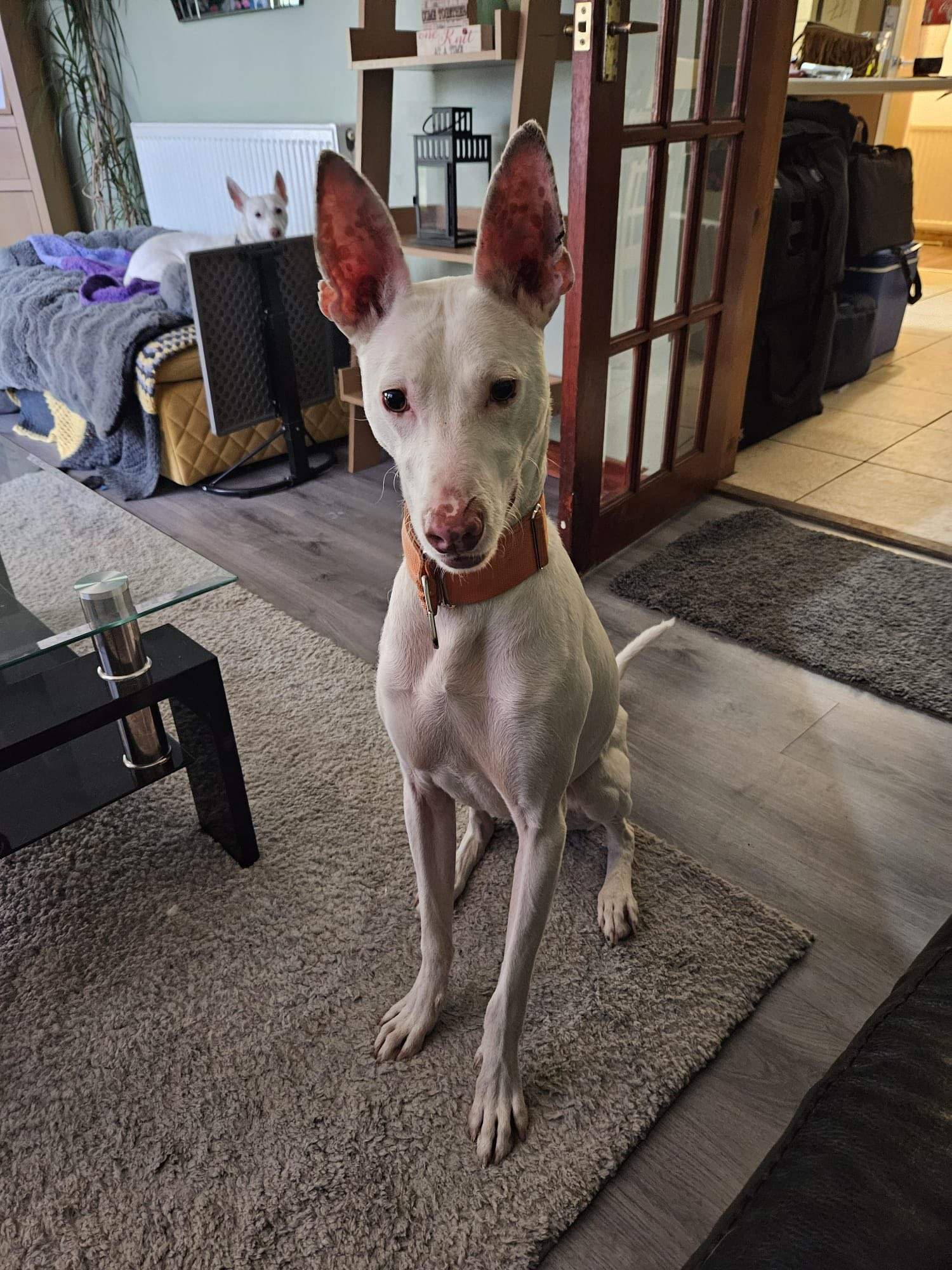 bruno_1207446774928942