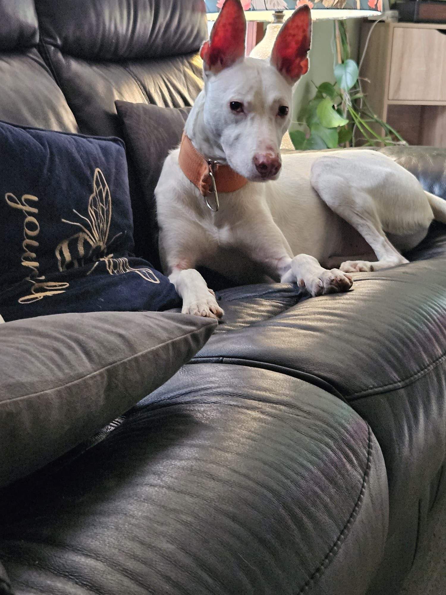 bruno_1207446814928938