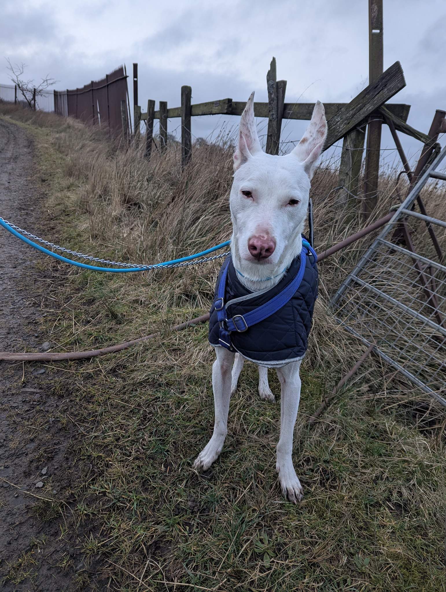 bruno_1216425980697688