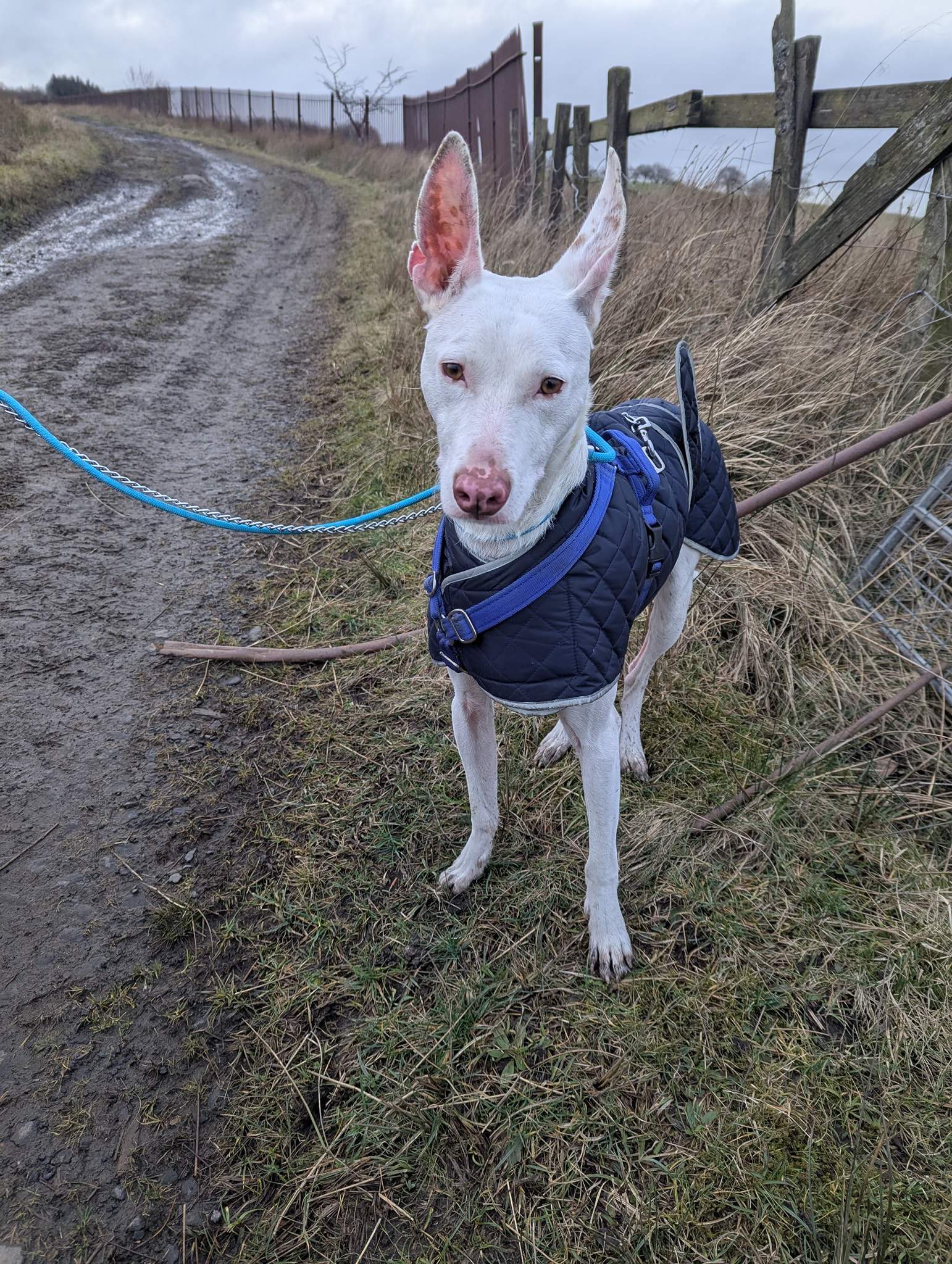 bruno_1216426064031013