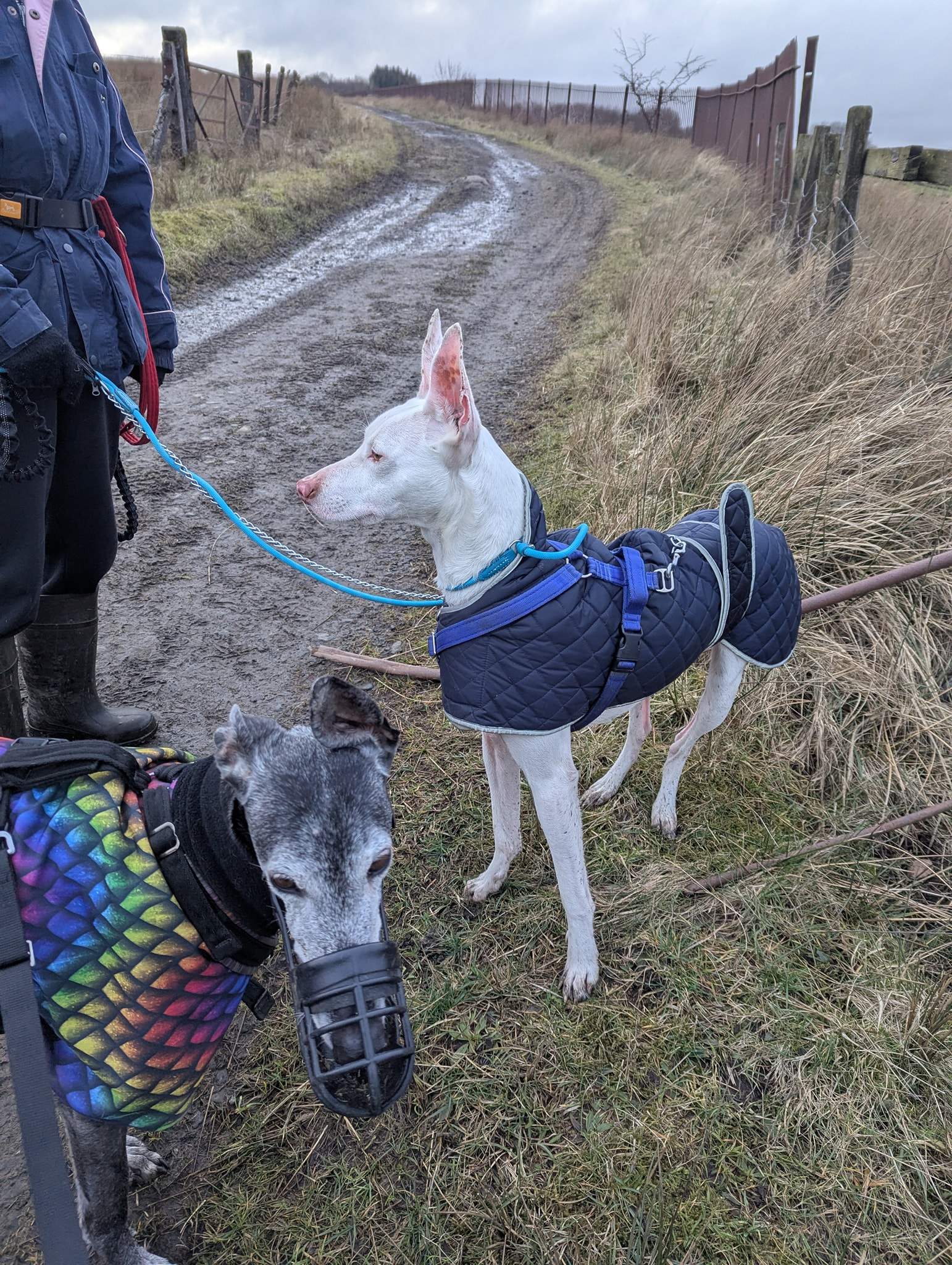 bruno_1216426107364342