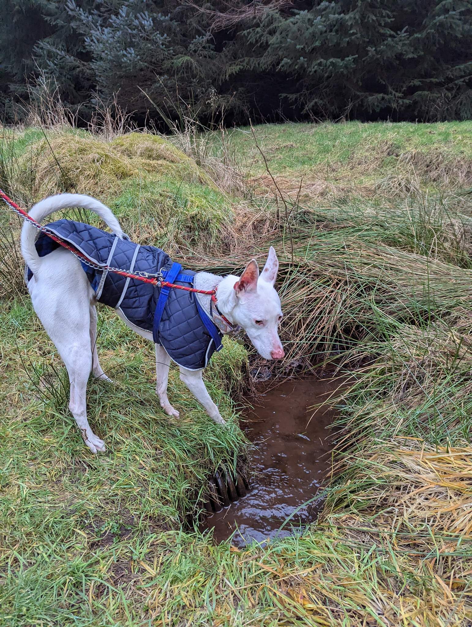 bruno_1216426240697662