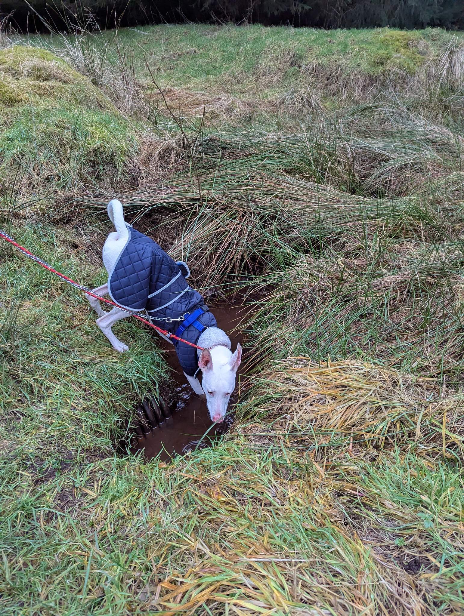 bruno_1216426307364322