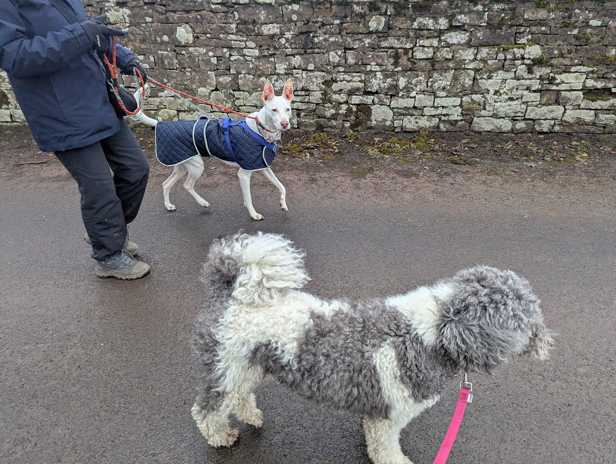 bruno_1216427550697531