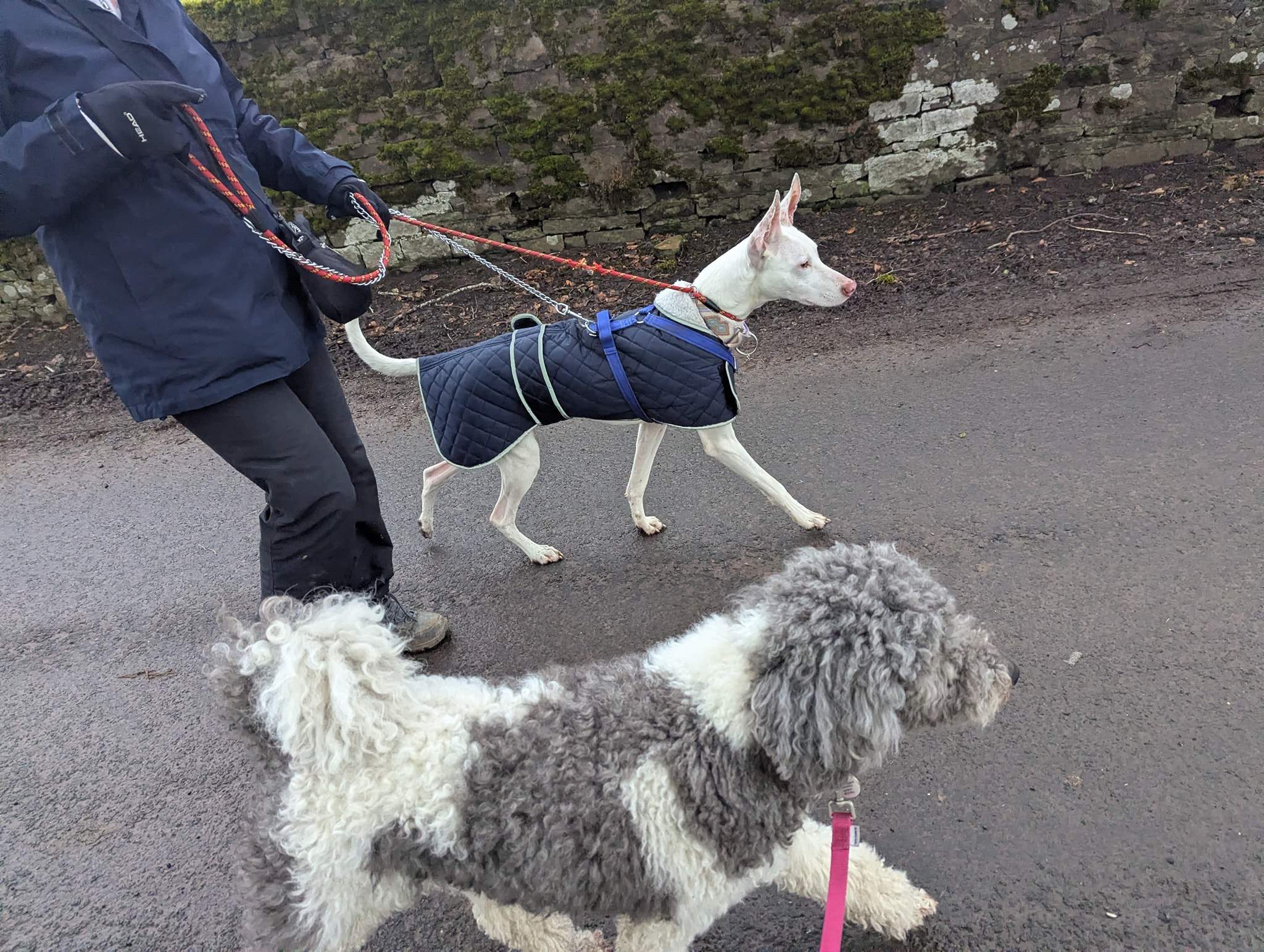 bruno_1216427610697525