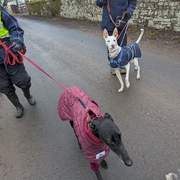 bruno_1216440604029559