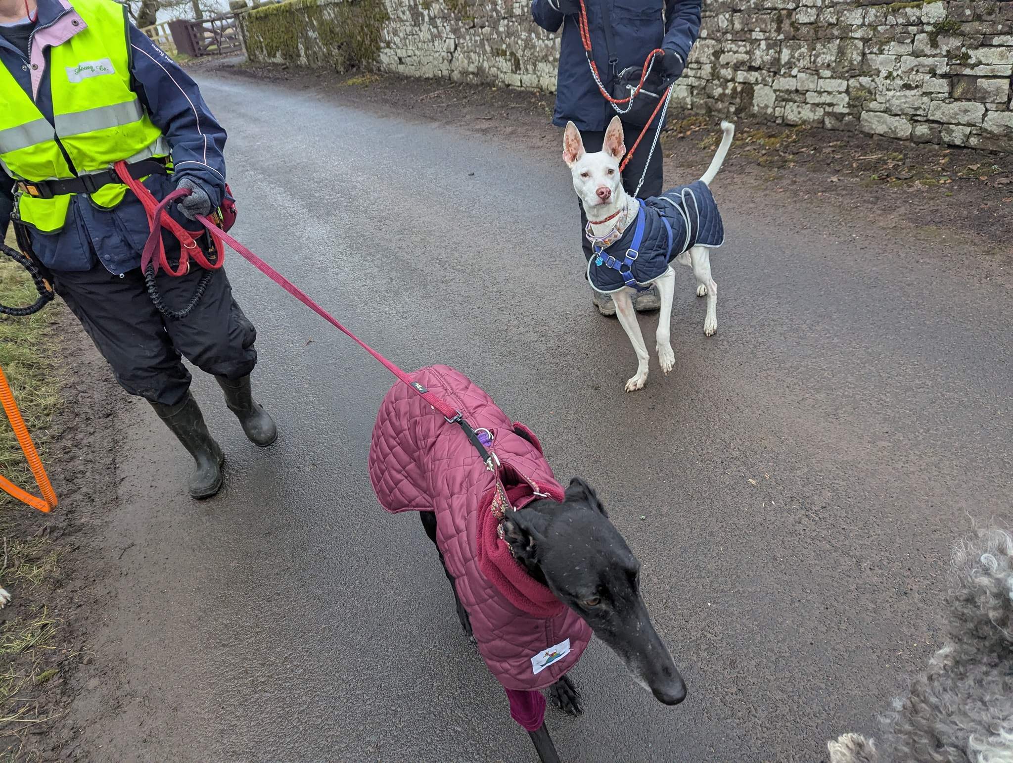 bruno_1216440604029559