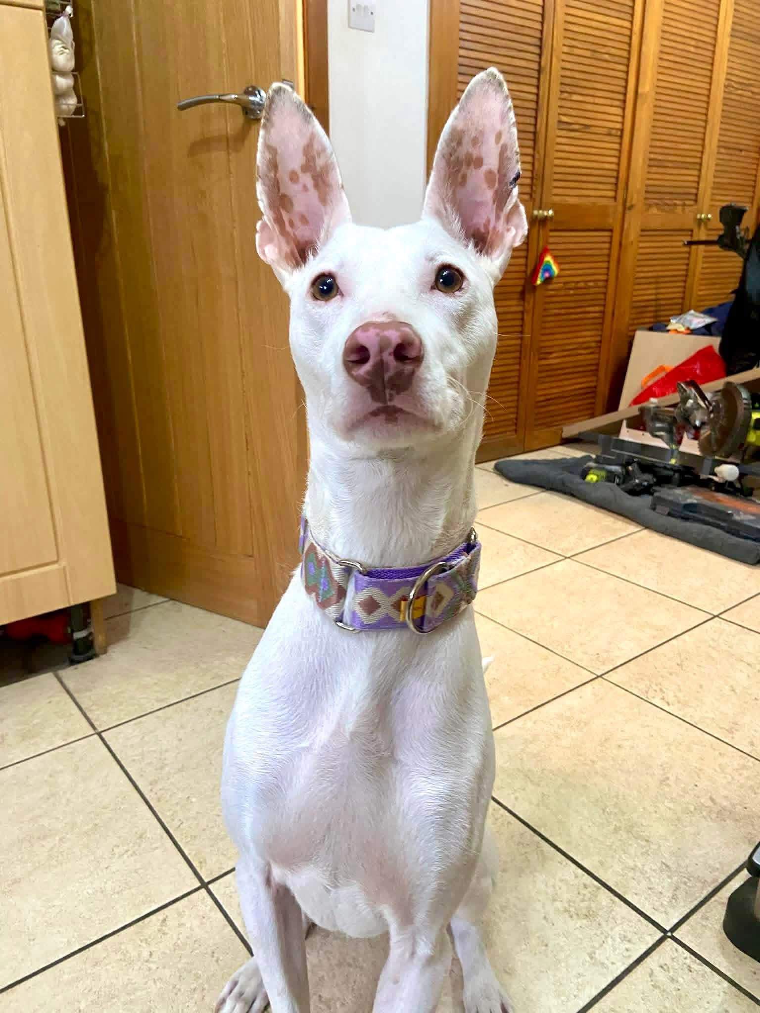 bruno_1220460183627601