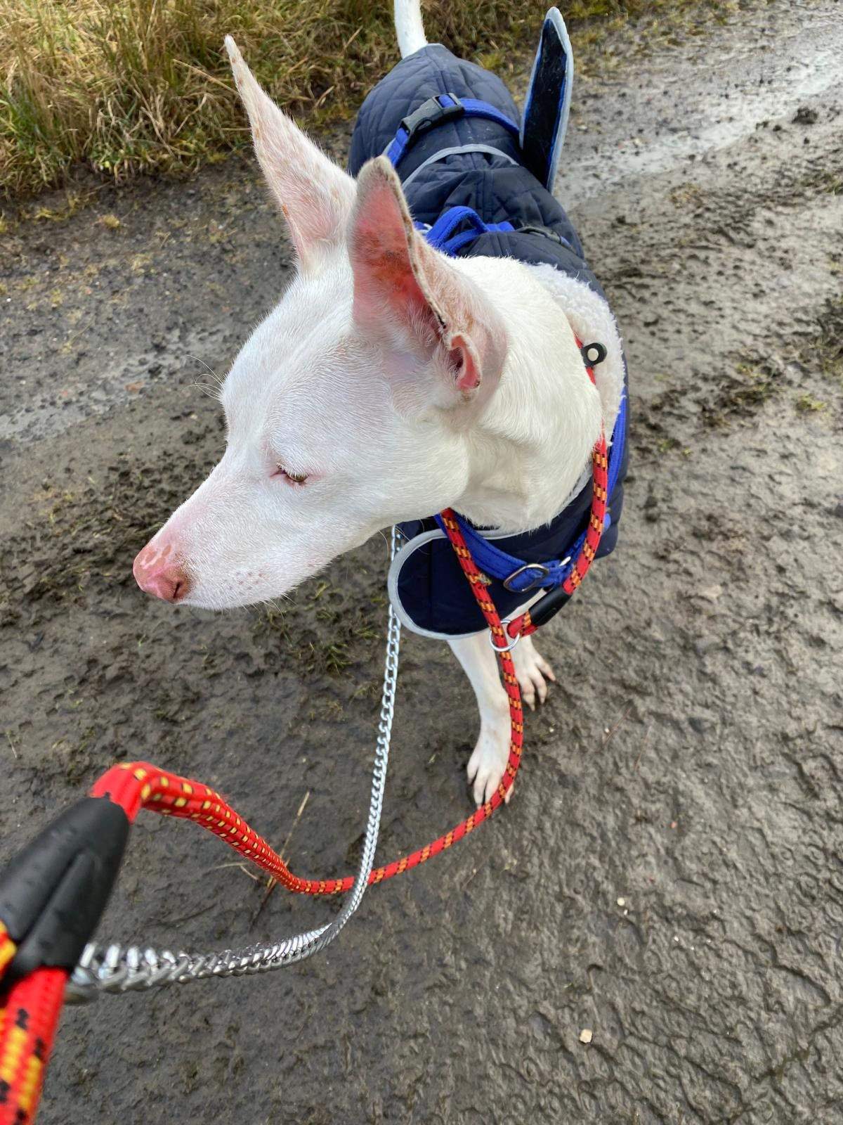 bruno_1220460196960933