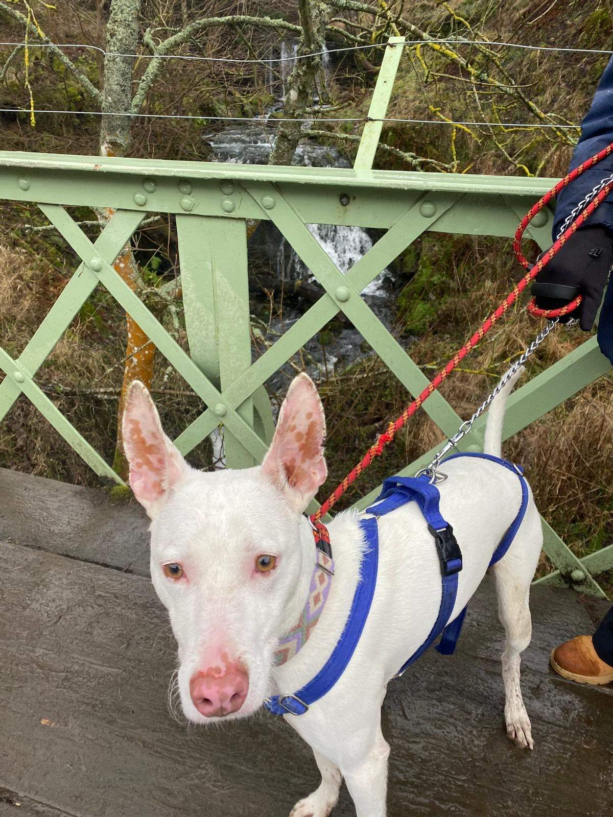 bruno_1220460240294262