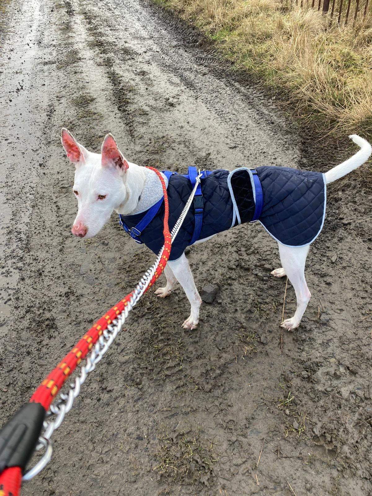 bruno_1220460256960927