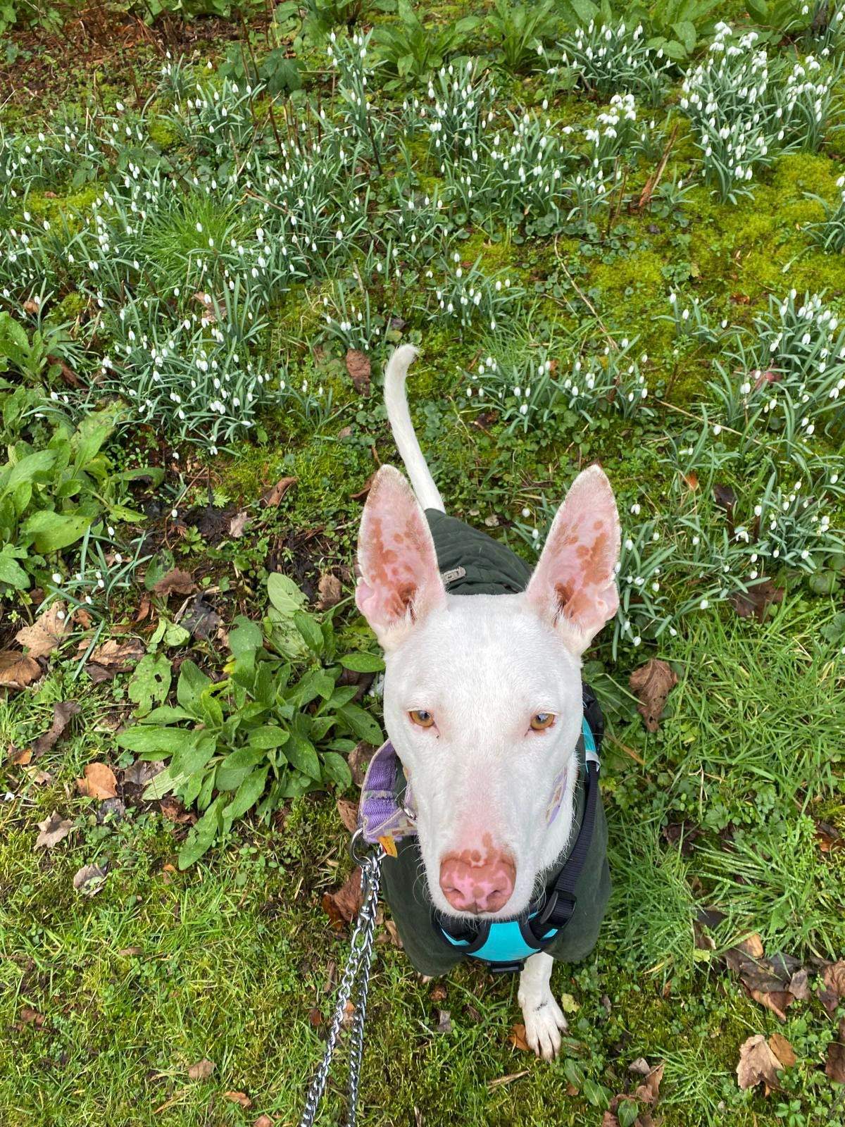 bruno_1231425952531024