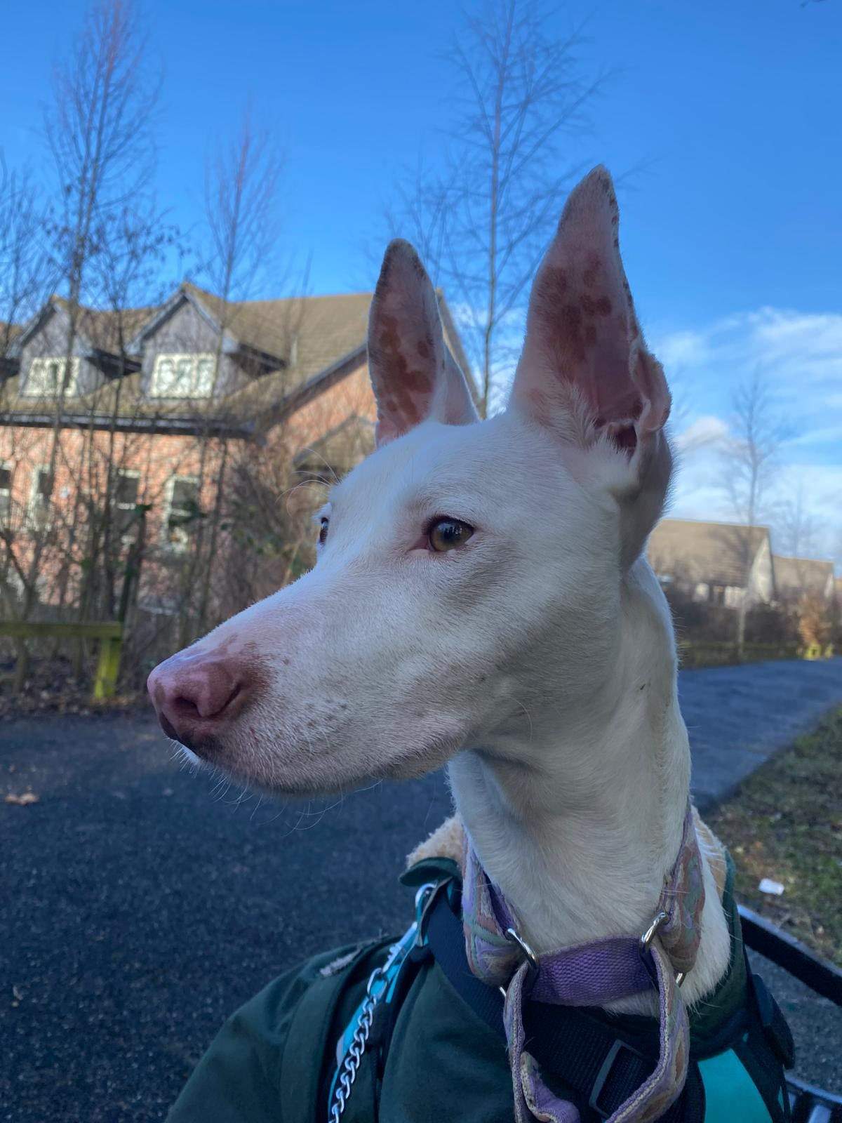 bruno_1231425969197689